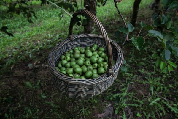 NERGI kiwi berries in a basket