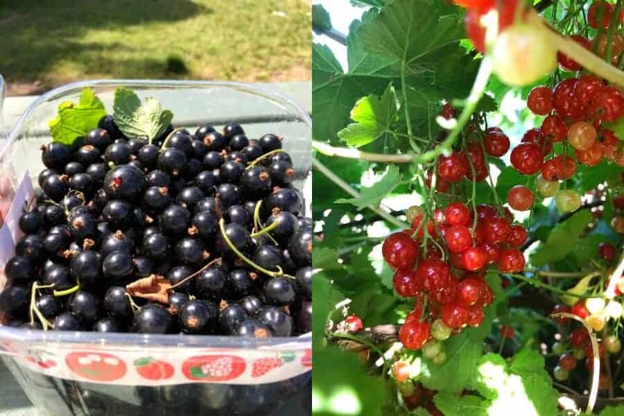 Blackcurrant, Redcurrant and Gooseberry Recipes You Must Make The Summer