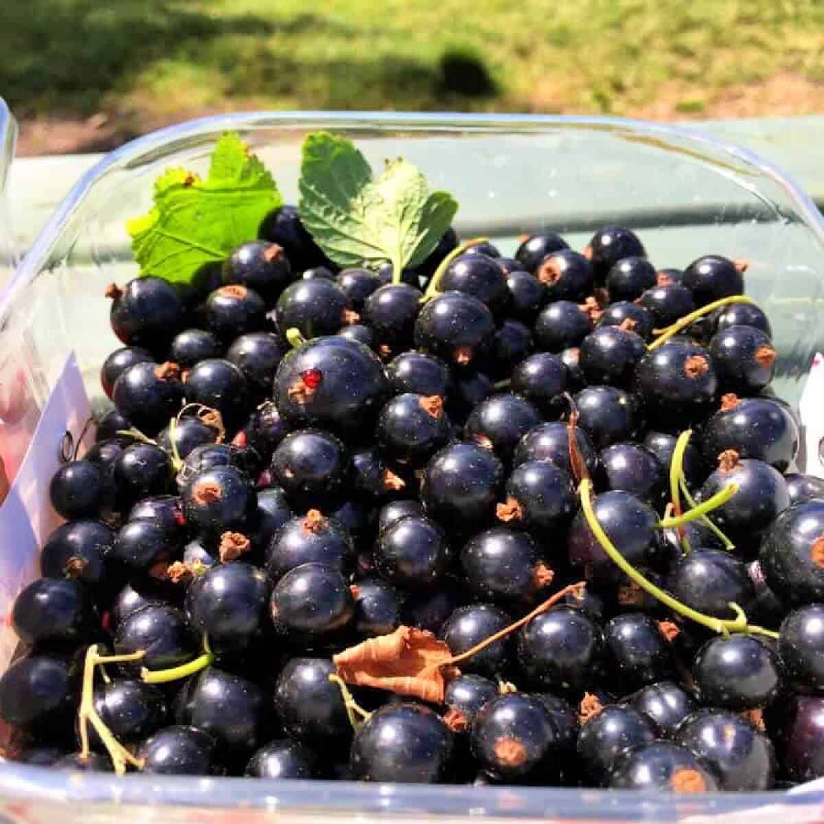 Blackcurrants in a punnet.