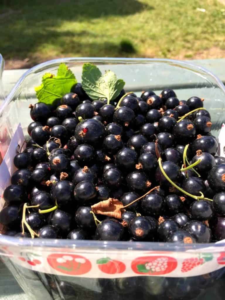 Blackcurrants in a punnet